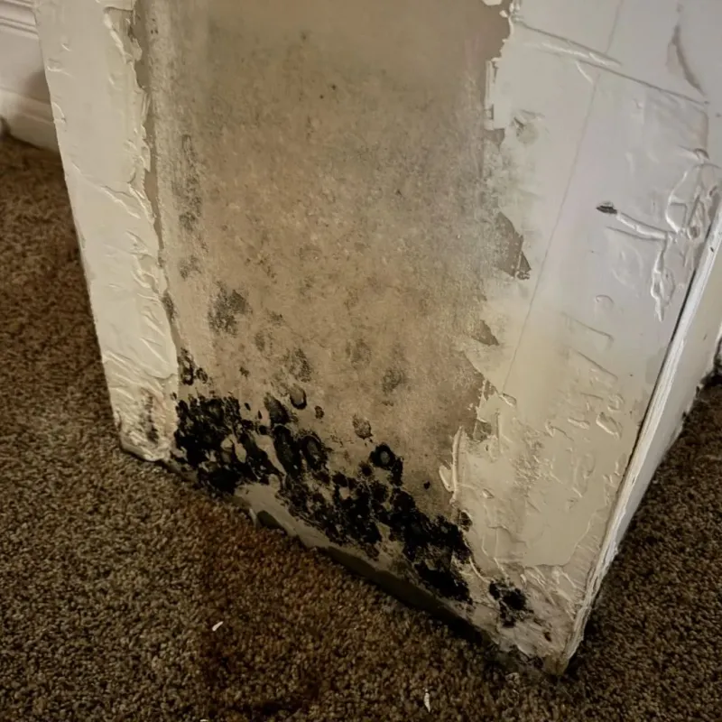 Professional Mold Removal in Plainview, TN